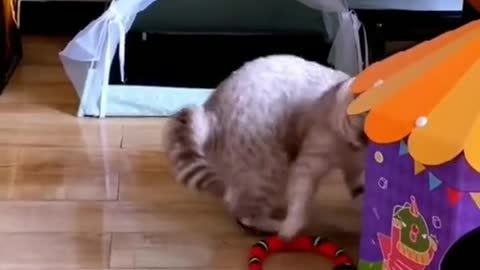 Don't worry about cats being bitten by poisonous snake