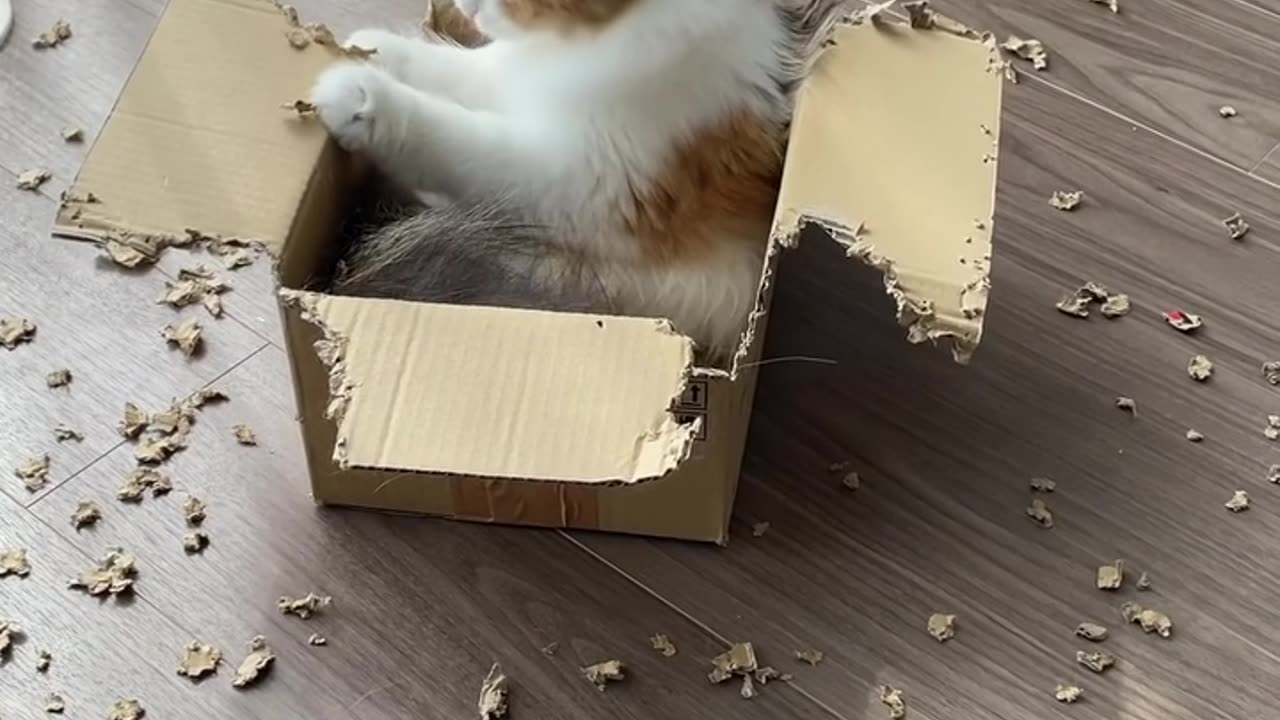 Cat in a box 2023