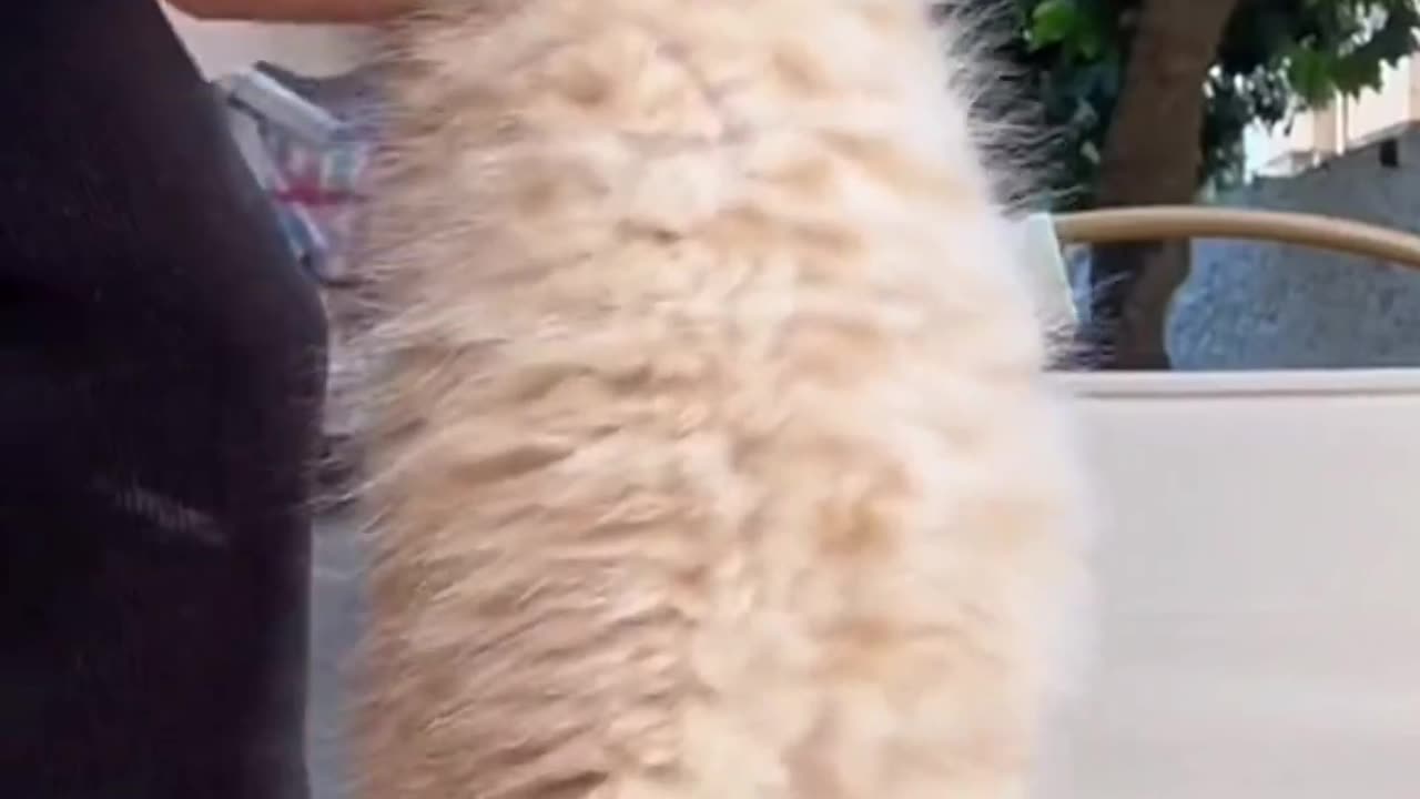 Cute Funny Cat Videos | The Pets