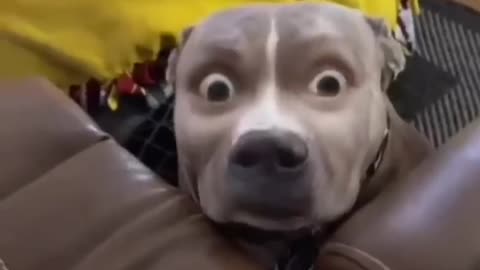 Funny pet video