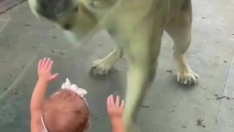 This girl does not know how dangerous a tiger is 😱😱😱😱😲