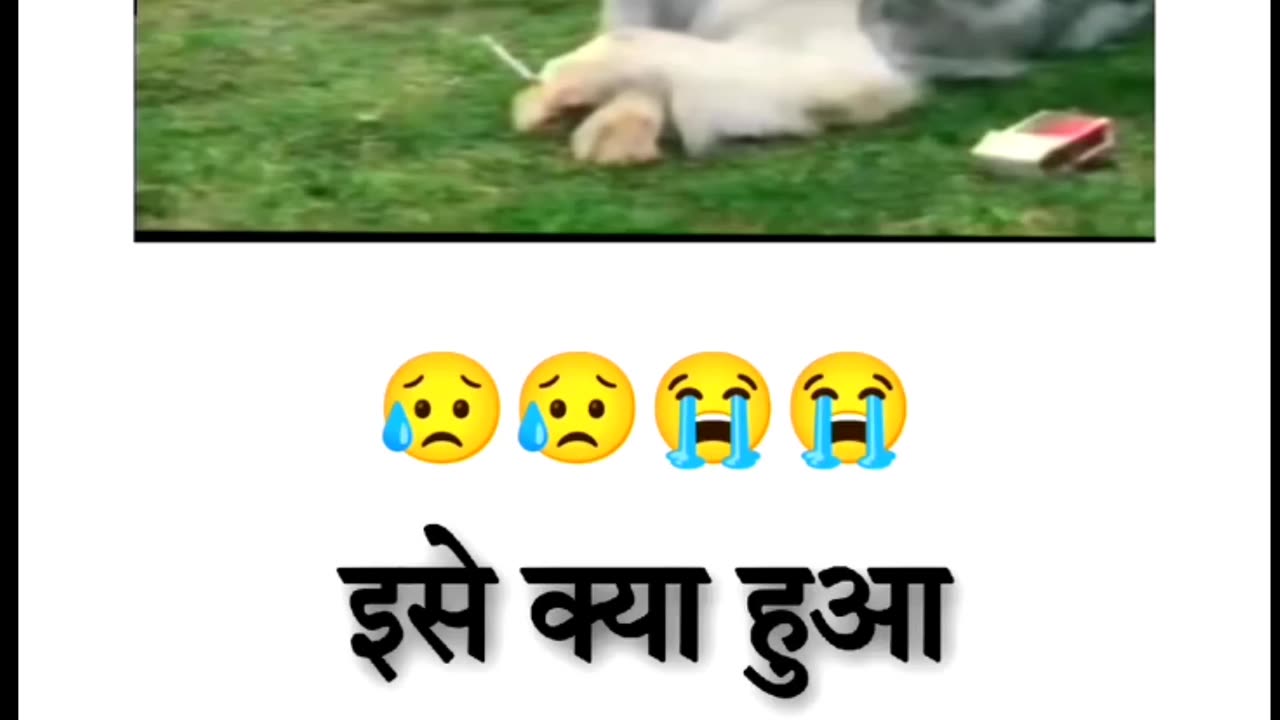 dog funny v funny videos tamil, dog funny videos prank,