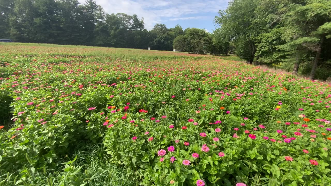 NW NC at The Treehouse 🌳 Wildflowers at exit 50A Asheville North Carolina