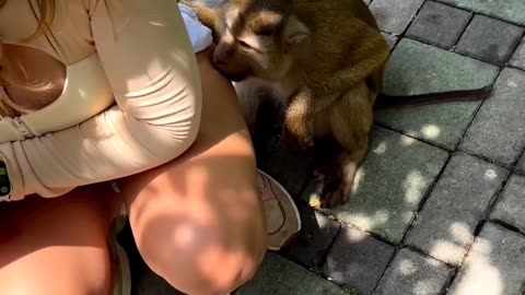 Funny video with monkey