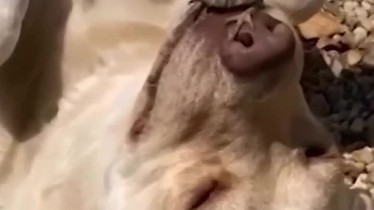 Cute animals🐶😁|Dog Sound| Cute Dog Videos #shorts #cat #cats #dog #puppy #catlover #catfunnyshorts