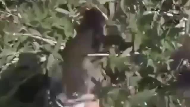 This is a beautiful and charming water-dwelling species