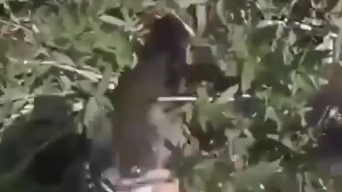 This is a beautiful and charming water-dwelling species