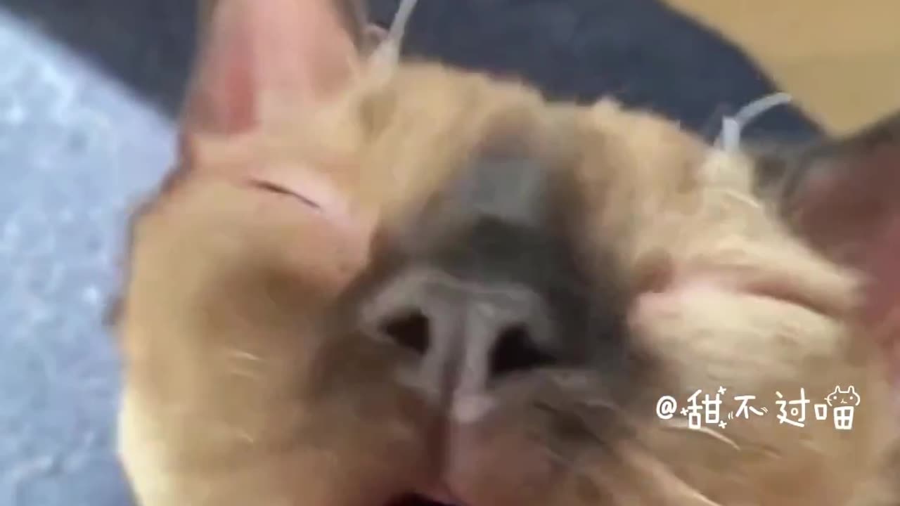 Those very funny-looking cats