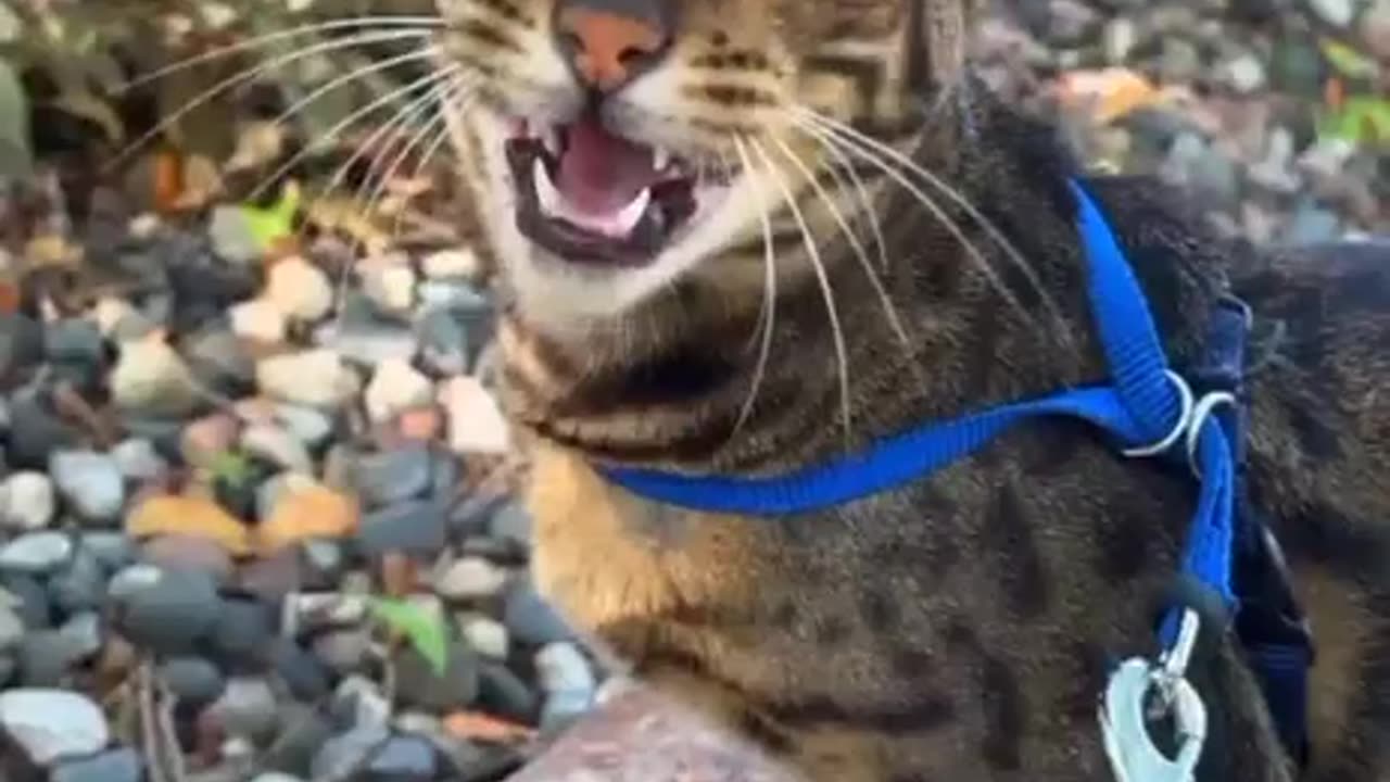 CAT IMITATING THE TONE AND RHYTHM OF OTHER ANIMALS