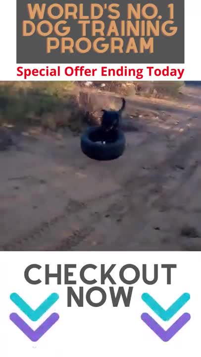 #shorts How to Train Dog to Jump over Something | World's No 1 dog training program