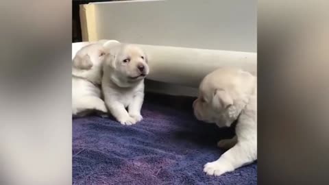 💥Funny Dogs And Cute Puppies Viral Weekly😅😜Funny Animal Videos💥👌