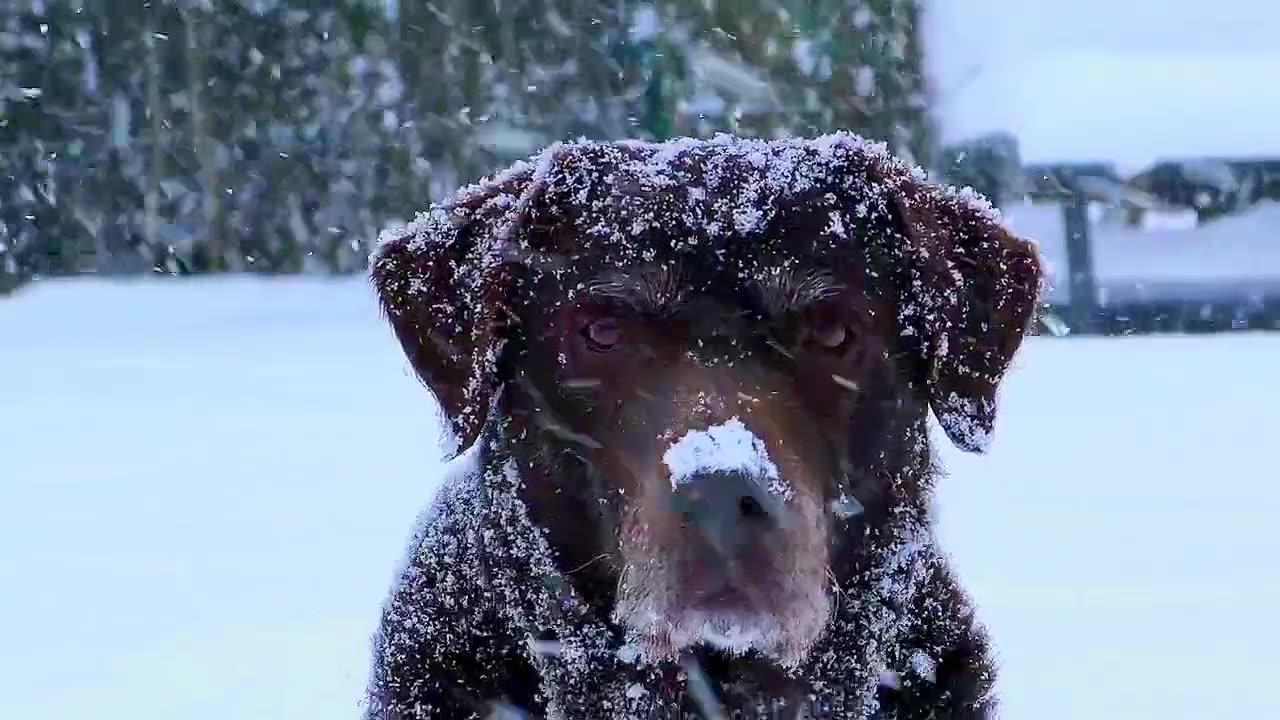 Ice dog