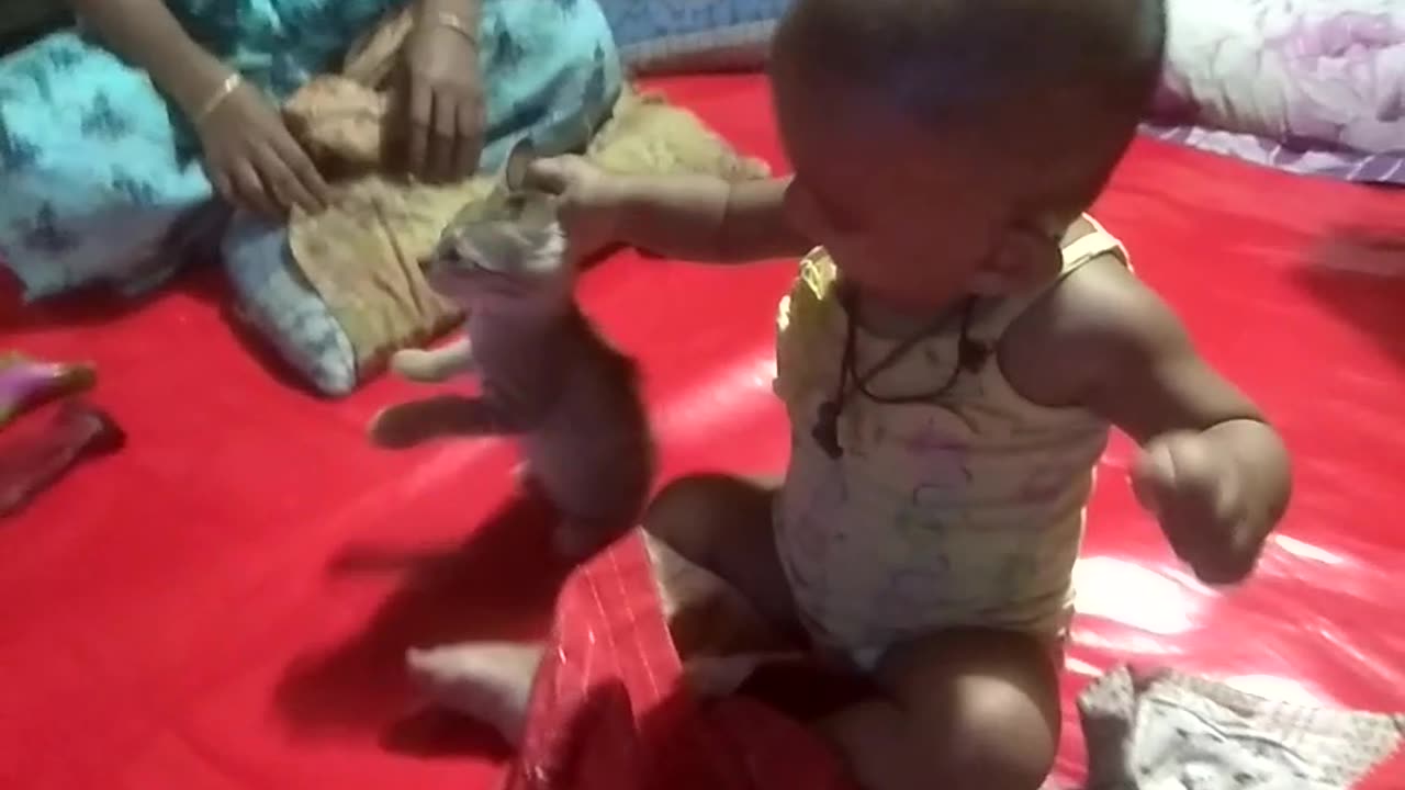 Cute baby fun with cat