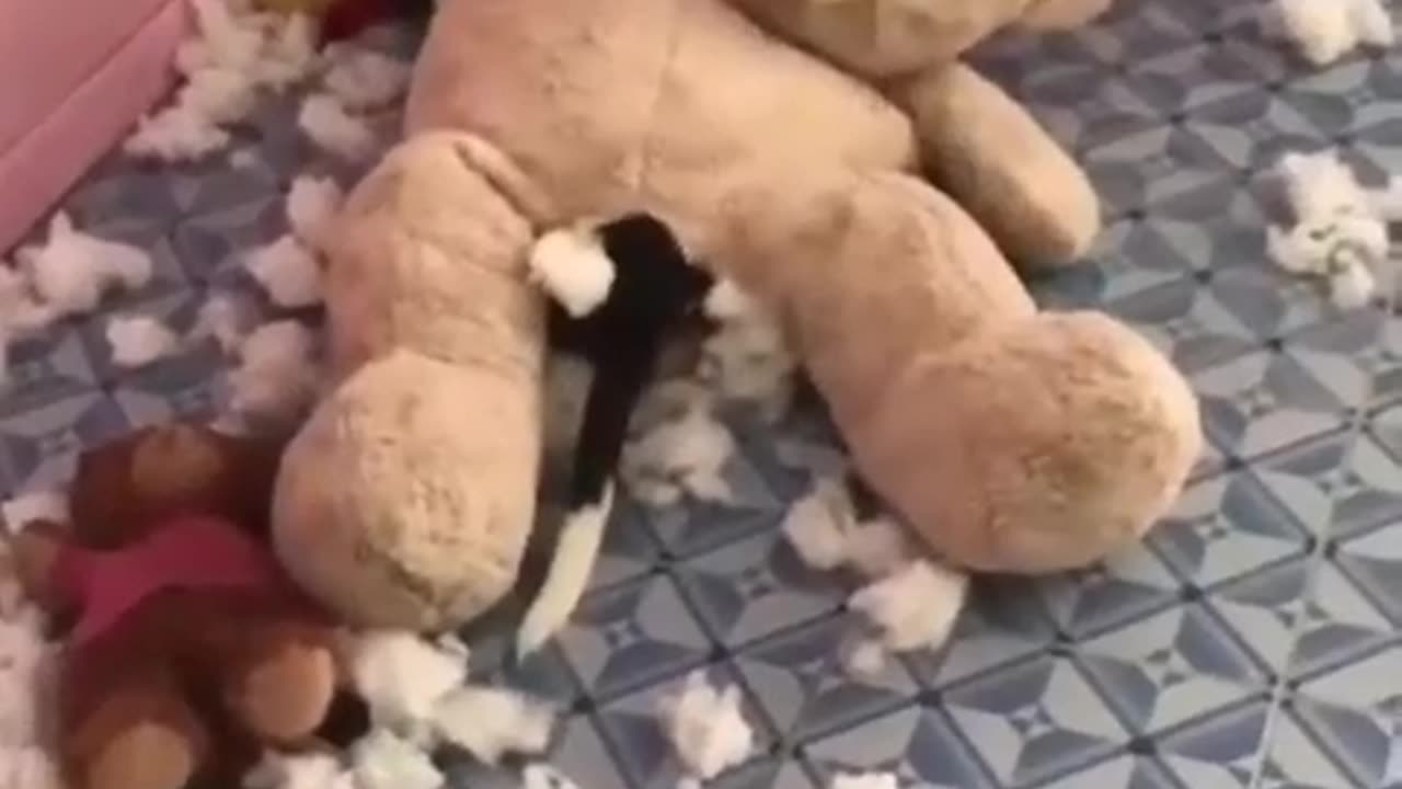 Teddy bear funny videos 😁