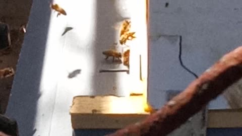 Watching my bees