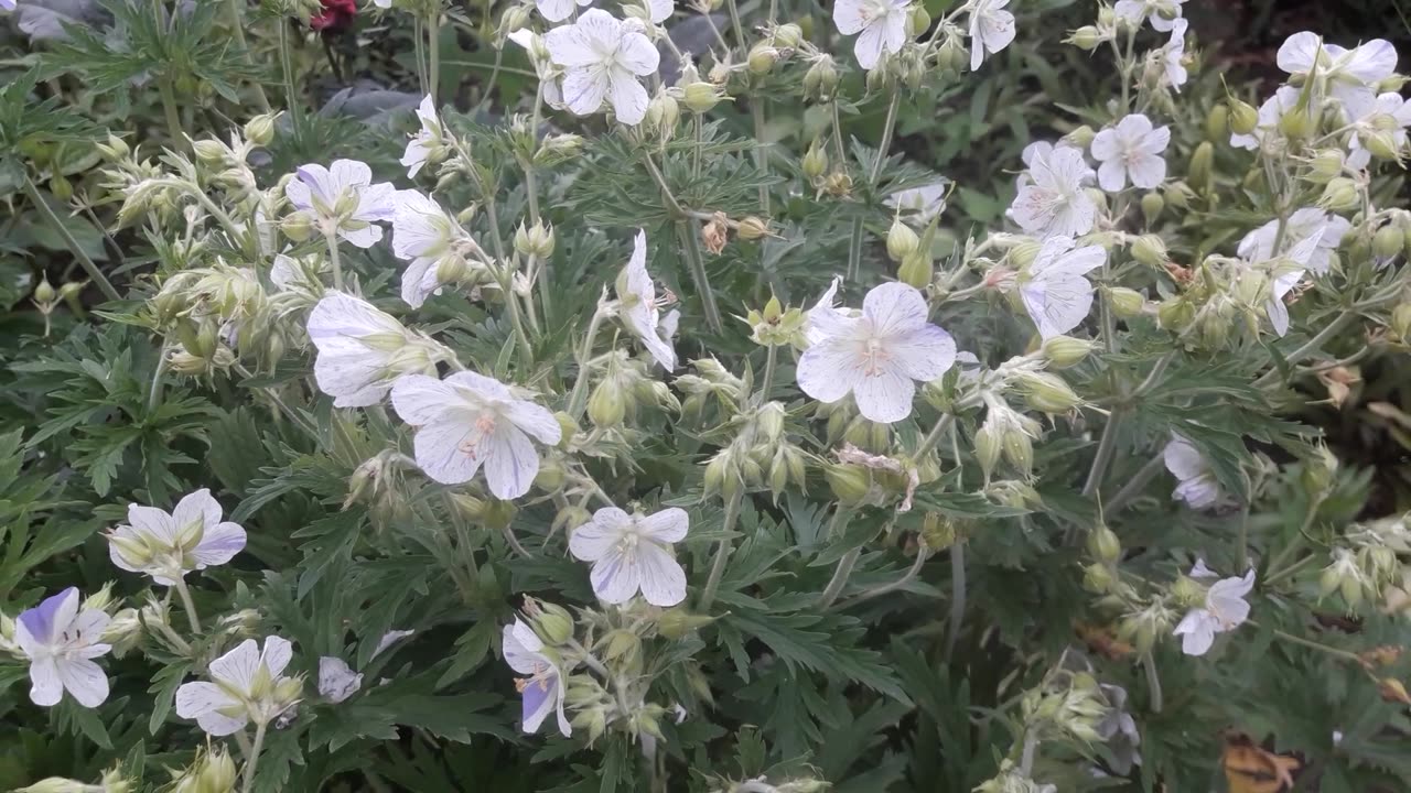 Garden geranium