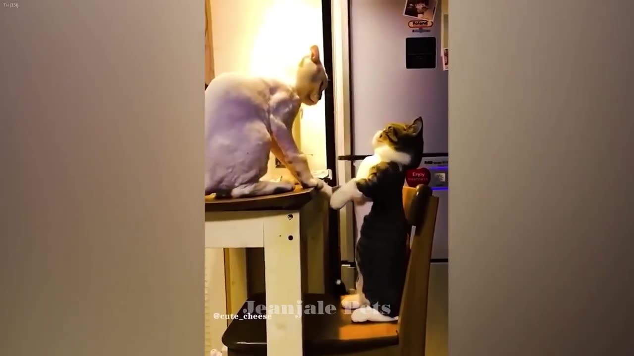 Try Not To Laugh Dogs And Cats Best Funny Video Compilation