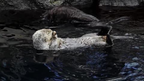 funny animal couple