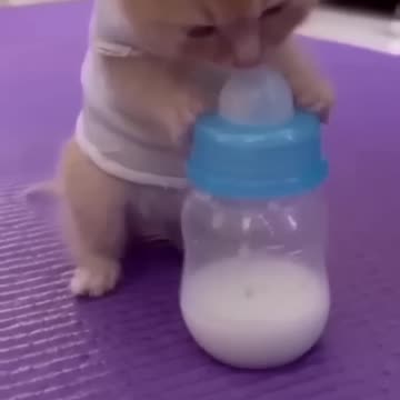 Cute baby animals