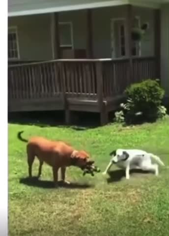 Dog fight