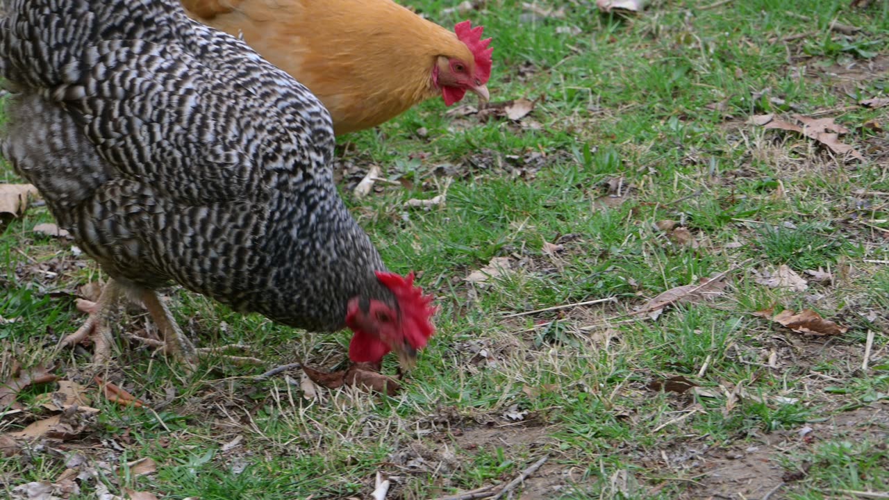 If Chickens were Real...