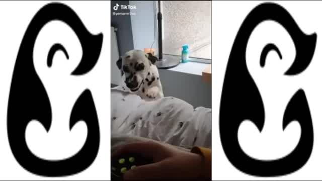 LOOK AT THESE HAPPY DOGS - FUNNY DOG VIDEOS FOUND ON TIKTOK