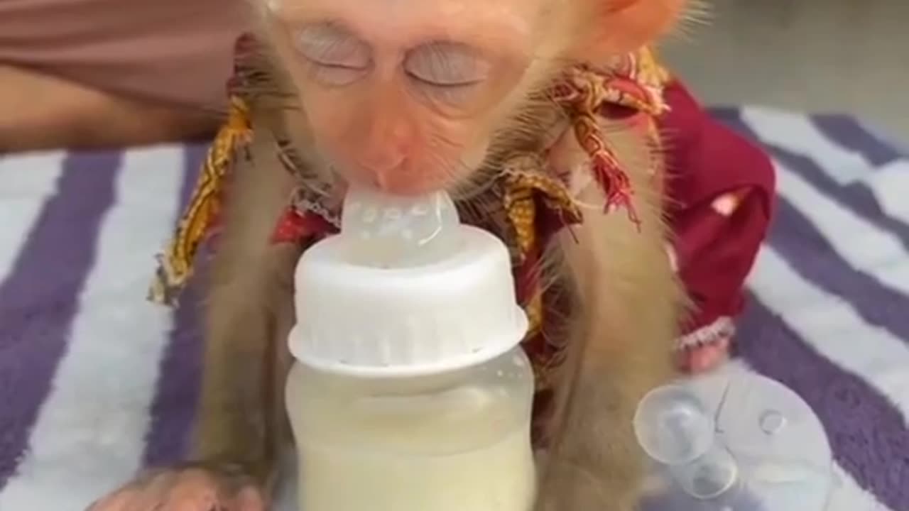Funny monkey