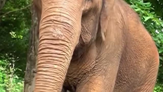 Cute elephant, will take things to help themselves to keep mosquitoes away