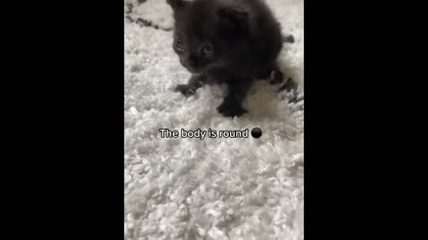 Funny cat