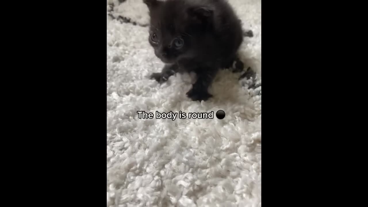 Funny cat