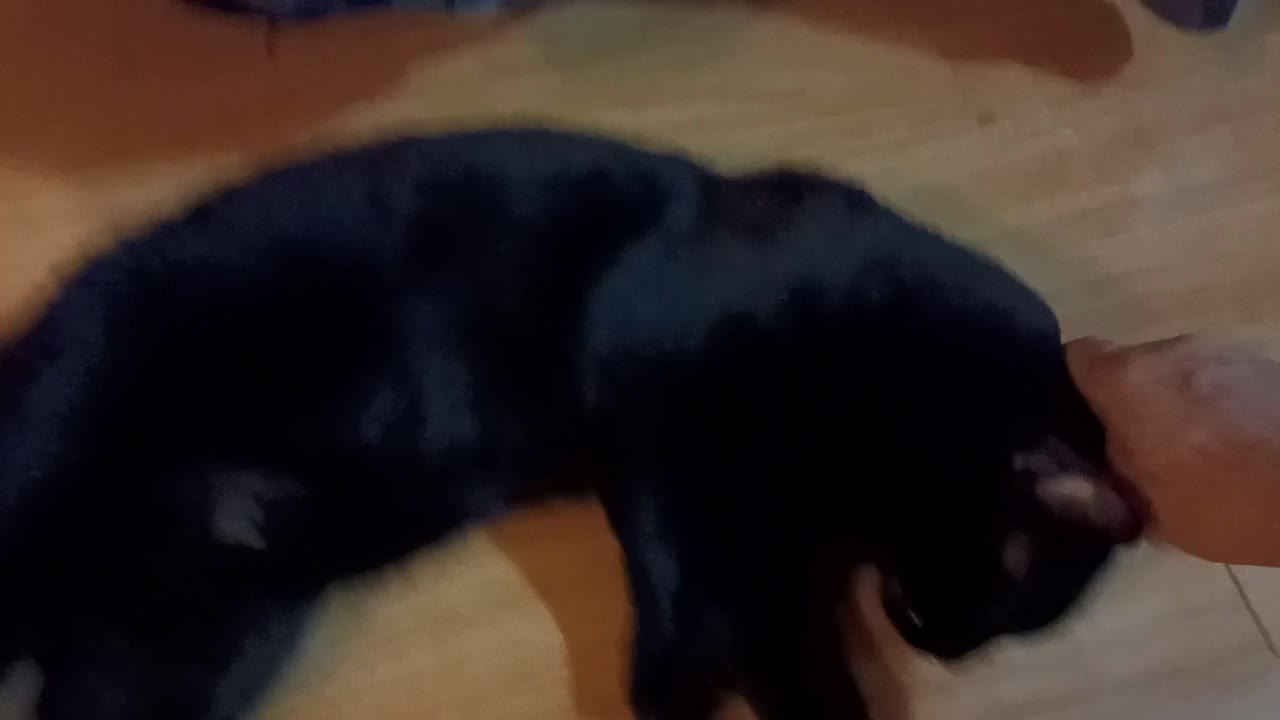 How to Pet your Cat