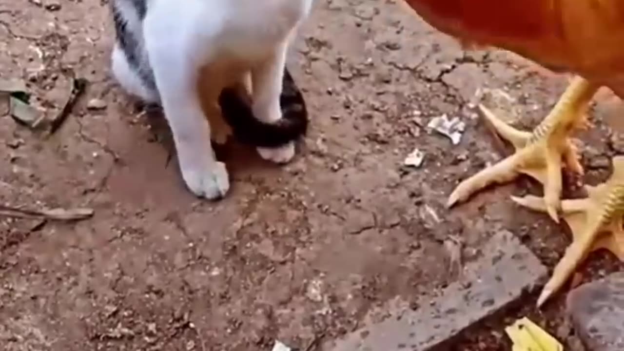 Cat vs Chicken: Watch What Happens Next and Get Ready to Laugh in 2023