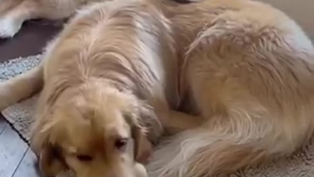 He ignored him for a days ❤️ | Funny Cute Adorable