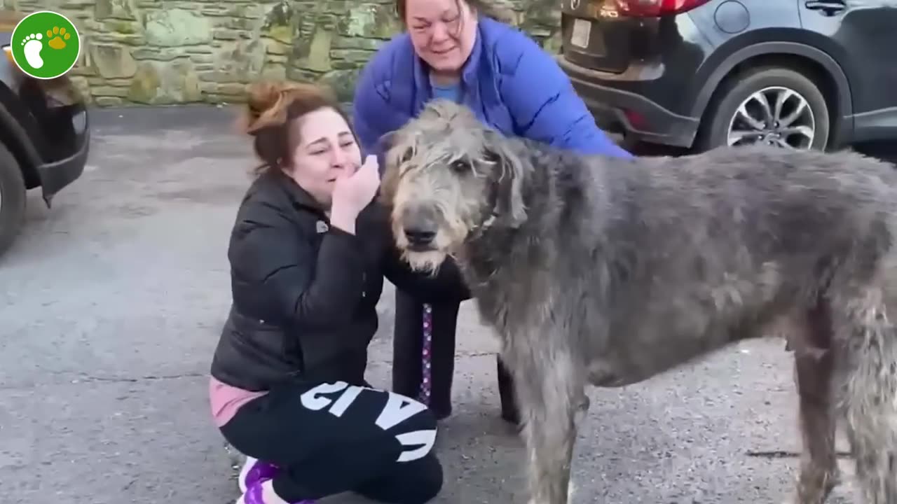 Most Emotional Animals Reunited With Owners After Years! Animal Reunion#29 _ D-Animals Reunited