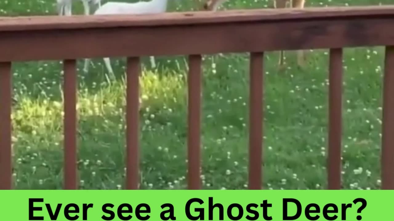 Ever see a Ghost Deer? Me either.