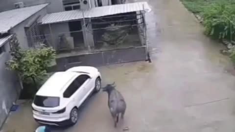 kid is lucky to be alive after brutal bull attack