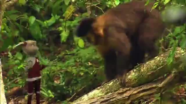 MONKEY__Animals For Kids__All Things Animals TV