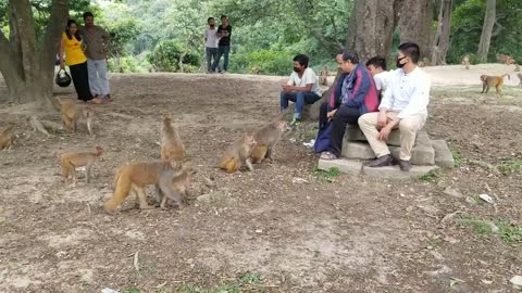 monkey feeding