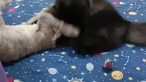 Kittens fun fight