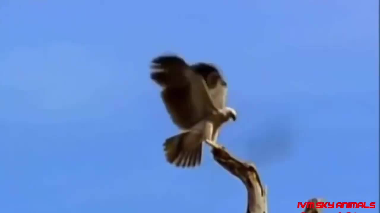 Most spectacular Eagle vs Hawk compilation | Hawk protects his family from Eagle hunting