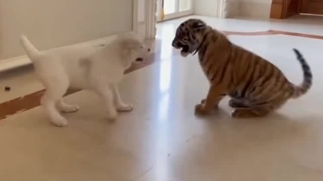 dog vs baby tiger video!