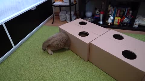 The Cat’s House