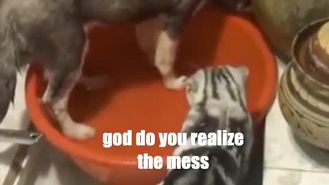 Of Cats and Dogs