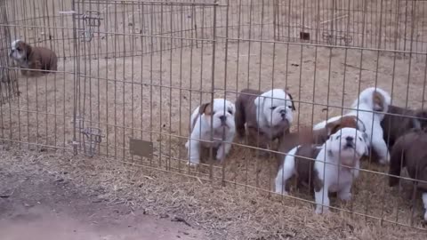 Dog pile! English Bulldog puppies sleeping