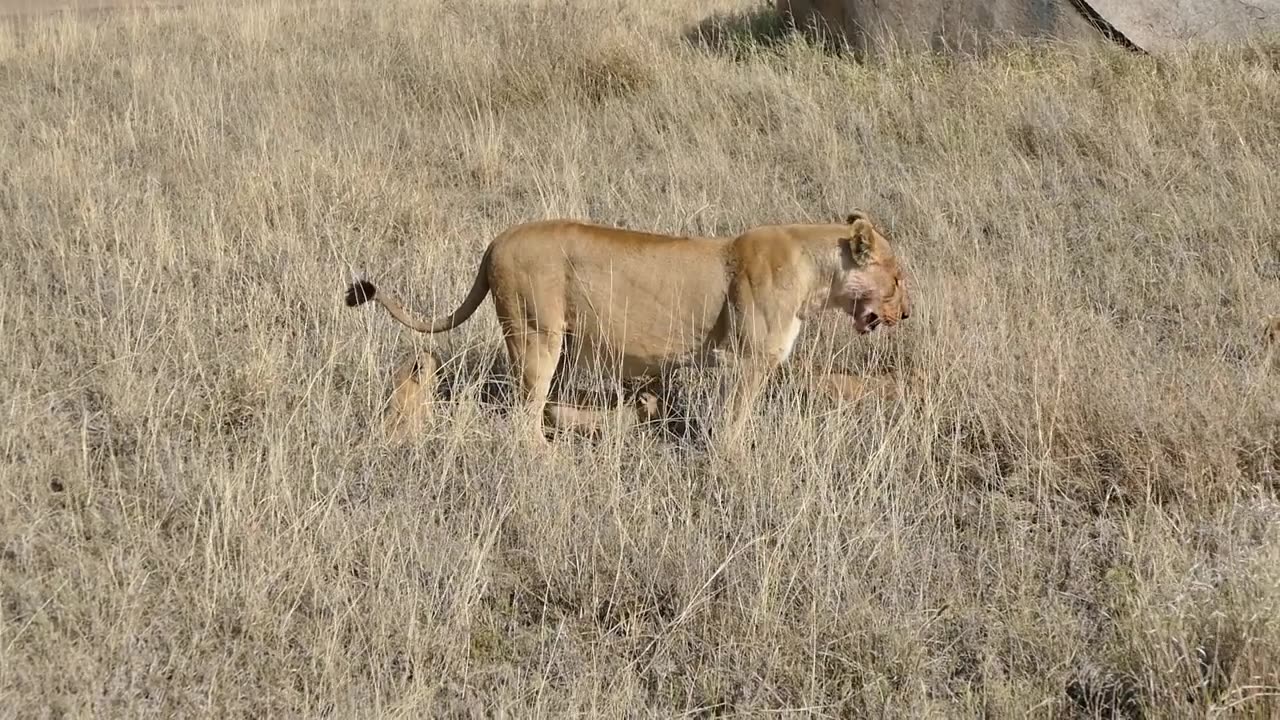 Beautiful Small lions