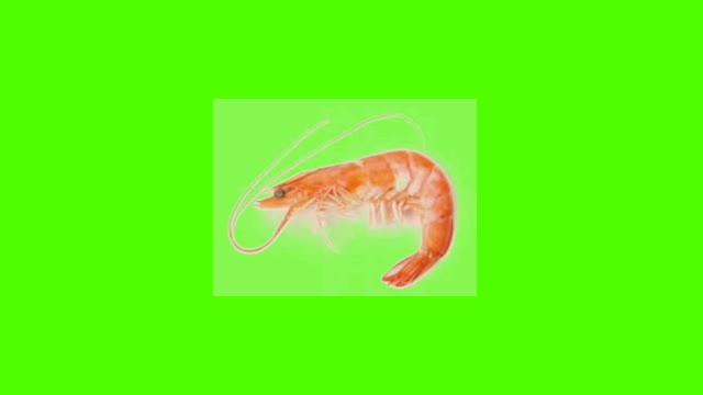 Udang