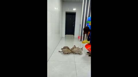 Cat_funny_videos😂😂😂😉🤣