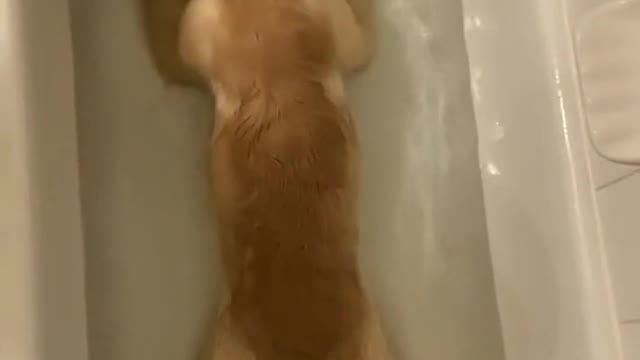Golden loves bath time 🛀