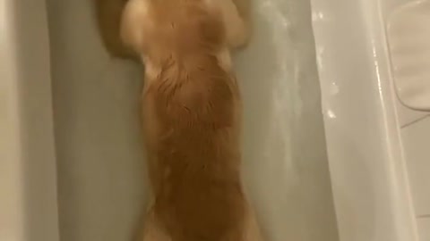 Golden loves bath time 🛀