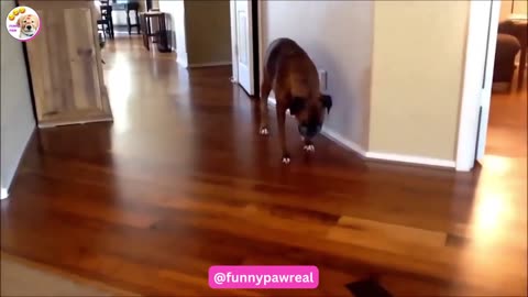 The cutest dogs in the world: a compilation of funny videos